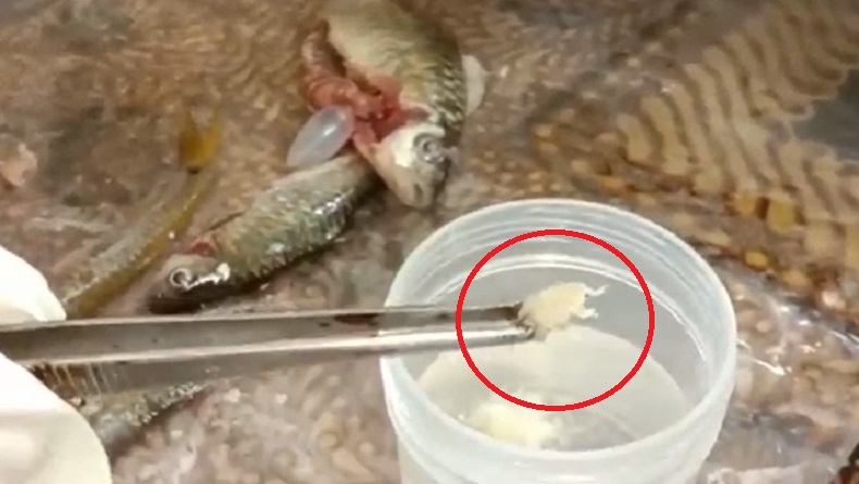 title Viral Temuan Binatang Aneh dalam Perut Ikan di Madina, Kondisi Sungai Bakal Dicek Petugas Viral Temuan Binatang Aneh dalam Perut Ikan di Madina, Kondisi Sungai Bakal Dicek Petugas