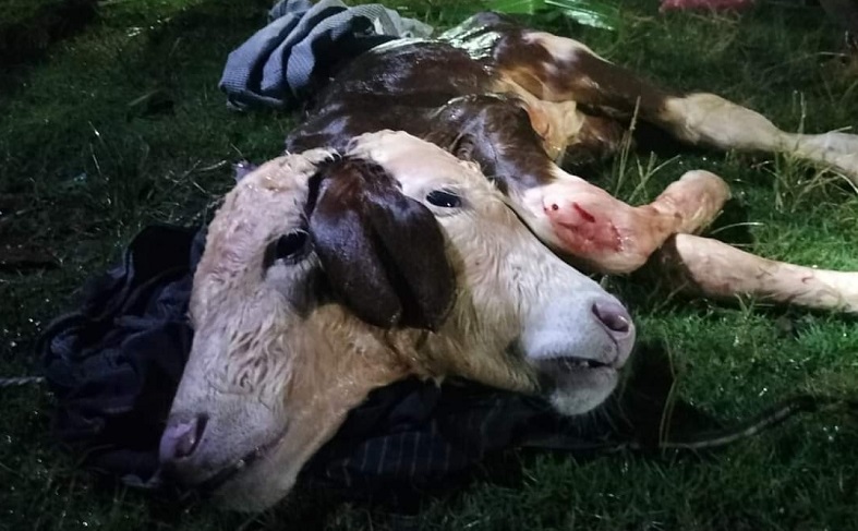 Anak Sapi Berkepala 2 Gegerkan Warga Malang, Ini Penampakannya