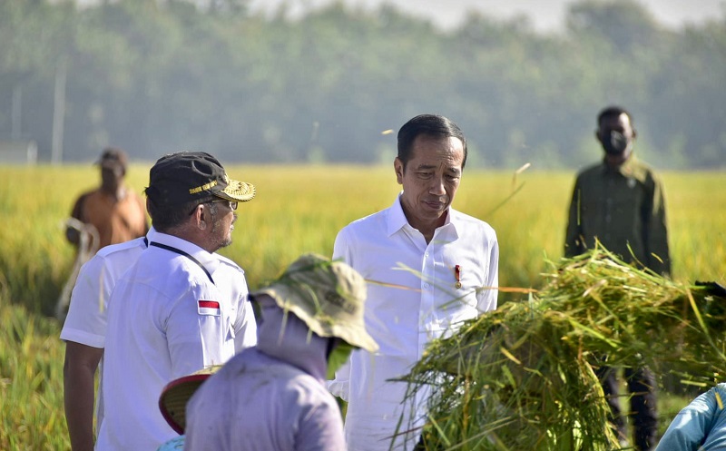 Panen Padi Didampingi Mentan SYL, Presiden Jokowi Senang Produktivitas Tinggi