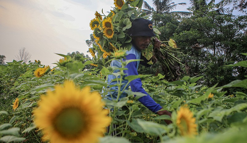 Petani Panen Bunga Matahari - Bagian 1