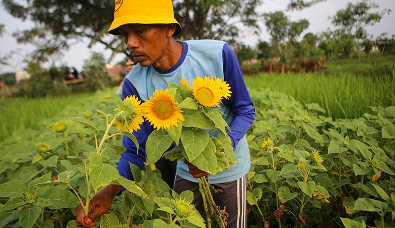 Petani Panen Bunga Matahari - Bagian 2