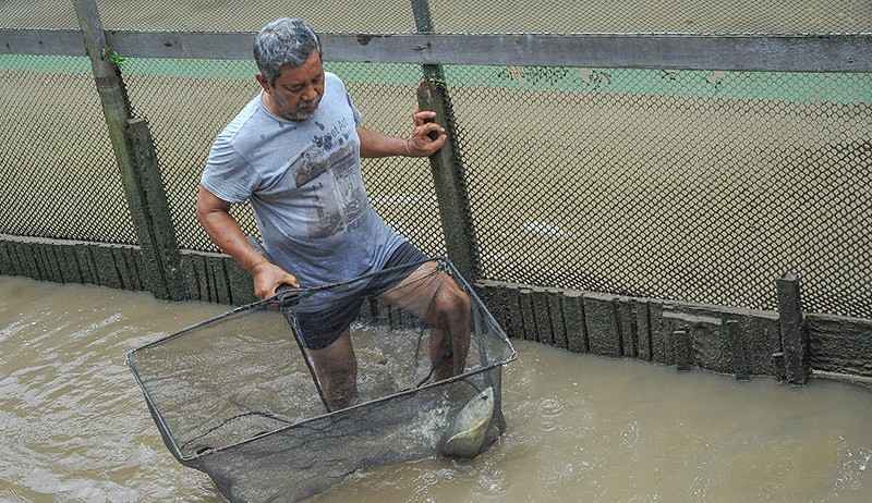 Budi Daya Ikan Arwana Silver Jambi - Bagian 2