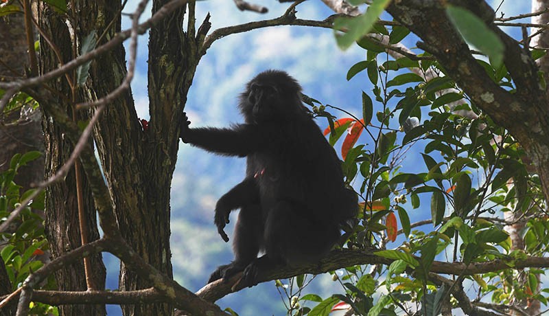 Melihat Kera Hitam, Satwa Endemik Sulawesi yang Dilindungi - Bagian 2