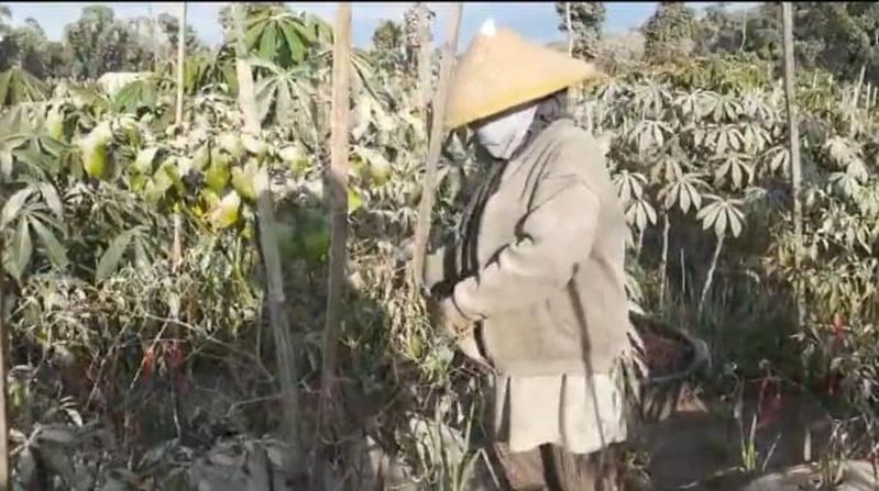 title Tanaman Pertanian di Lereng Merapi Tertutup Abu Vulkanis, Petani Terpaksa Panen Dini Tanaman Pertanian di Lereng Merapi Tertutup Abu Vulkanis, Petani Terpaksa Panen Dini