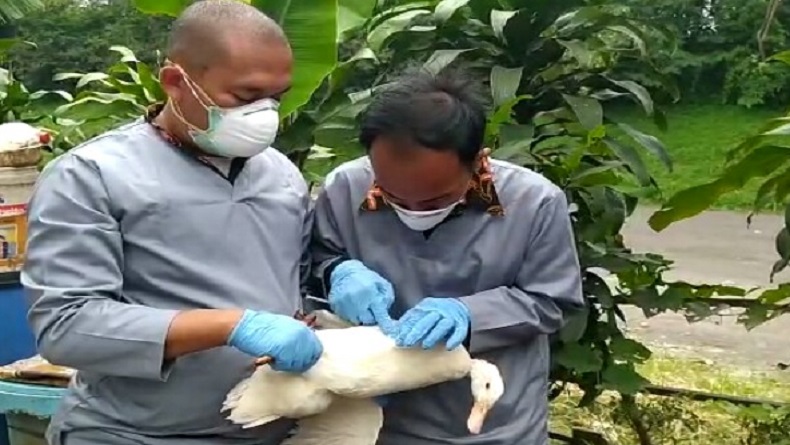 Flu Burung Mengancam, Pengawasan Unggas Luar Daerah Masuk Cimahi Diperketat