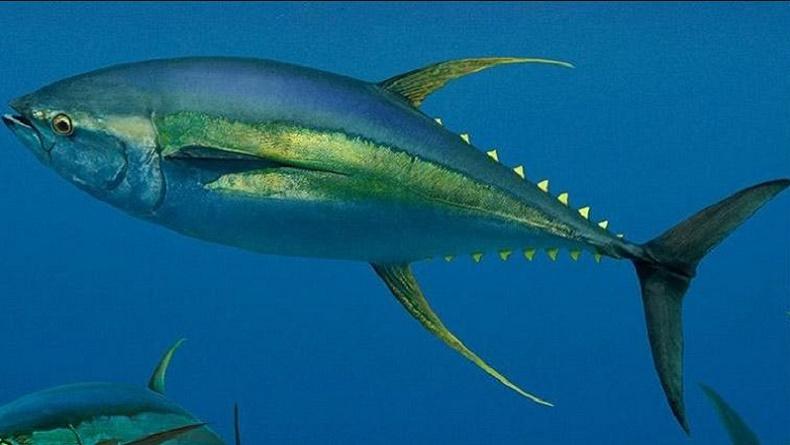 Wow, 320 Ton Ikan Tuna Sirip Kuning Papua Diekspor ke Hong Kong dan Jepang