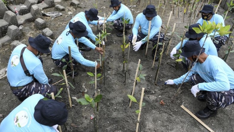 BRIN Pakai Mikroba untuk Tingkatkan Keberhasilan Restorasi Mangrove
