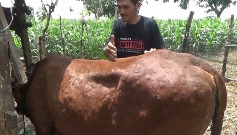 Penyakit Cacar Serang Puluhan Sapi di Tuban, Ini Penampakannya