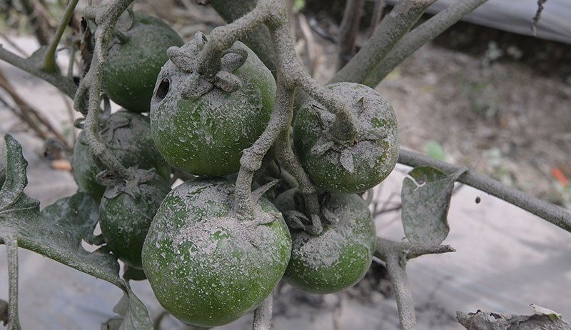 Petani Gagal Panen Tomat akibat Dampak Abu Vulkanik Gunung Merapi - Bagian 2