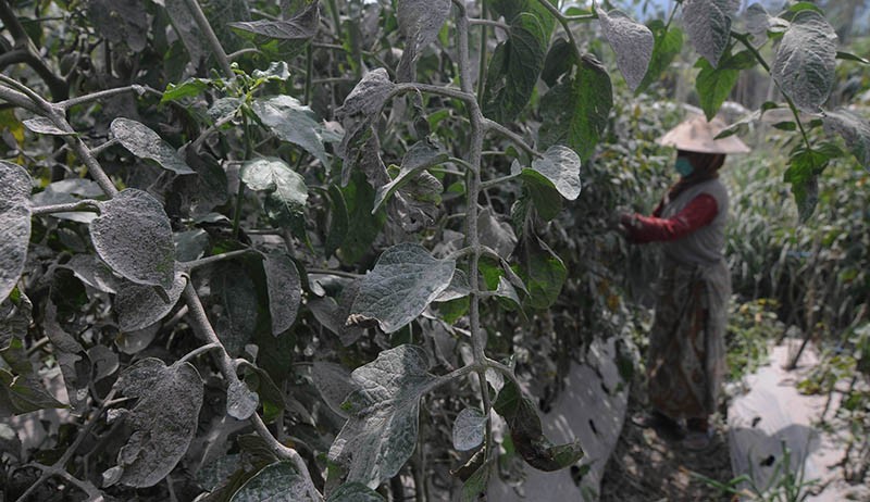 Petani Gagal Panen Tomat akibat Dampak Abu Vulkanik Gunung Merapi - Bagian 3