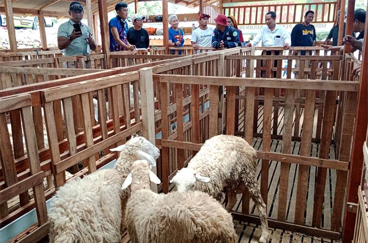 Belasan Narapidana Bapas Bogor Studi Lapangan Ternak Domba di Kulonprogo