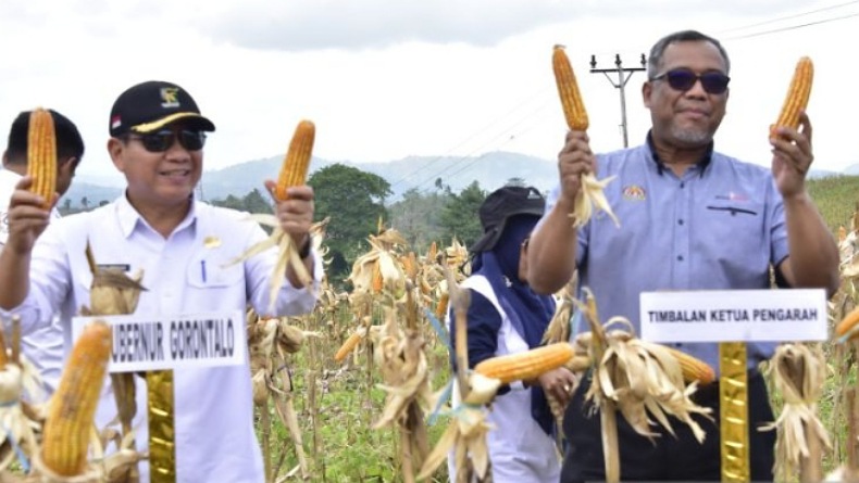 Jagung Gorontalo Penuhi Permintaan Pasar Malaysia