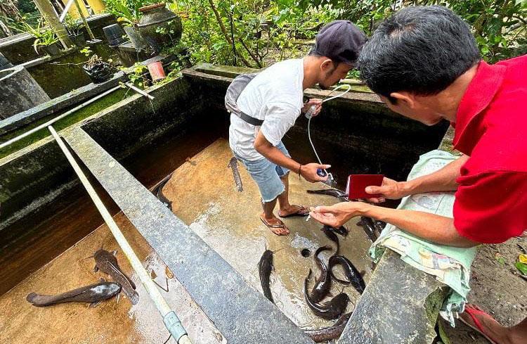 Ikan Lele Butuh Suntikan Vaksin Booster, Ini Alasannya