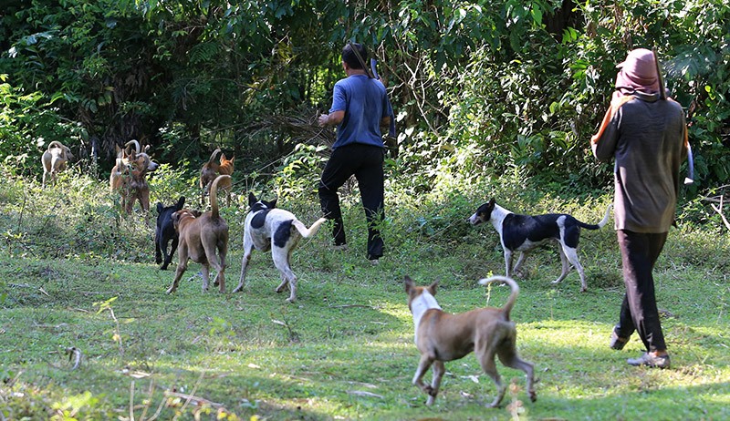 Melihat Warga Aceh Berburu Hama Babi - Bagian 1