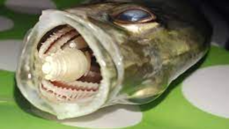 Cymothoa Exigua, Parasit Pemakan Lidah Ikan