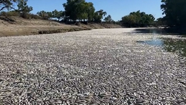 Jutaan Ikan Mati, Penduduk Keluhkan Bau Busuk