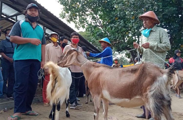 Dihantam Badai Penyakit Ternak, Sapi Gunungkidul Tak Laku