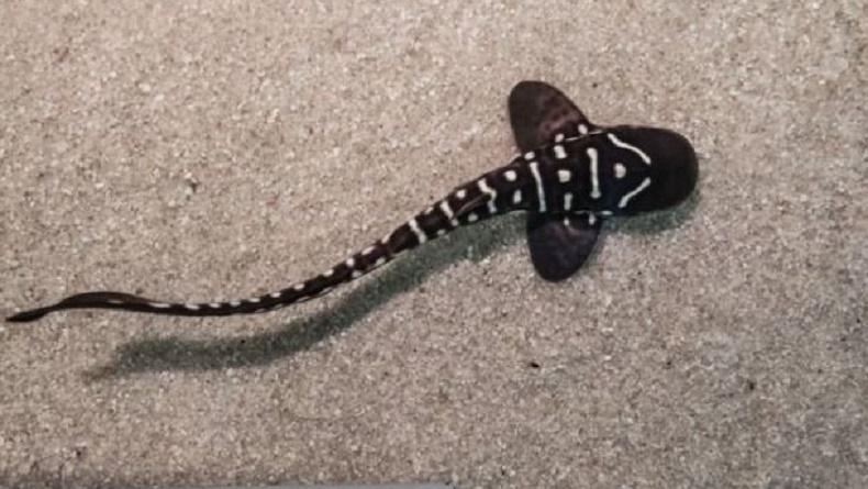 3 Anakan Hiu Belimbing Dilepasliarkan di Raja Ampat, Ini Penampakannya