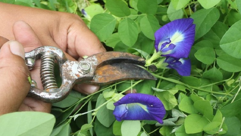 Bunga Telang Ternyata Bernilai Ekonomi Tinggi, Berharga bagi Industri Global