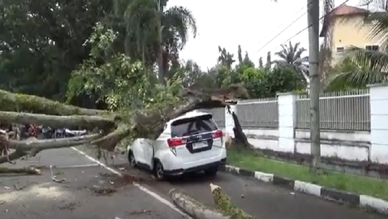 Pohon Tumbang Timpa 2 Mobil di Medan, Lalu Lintas sempat Terhambat