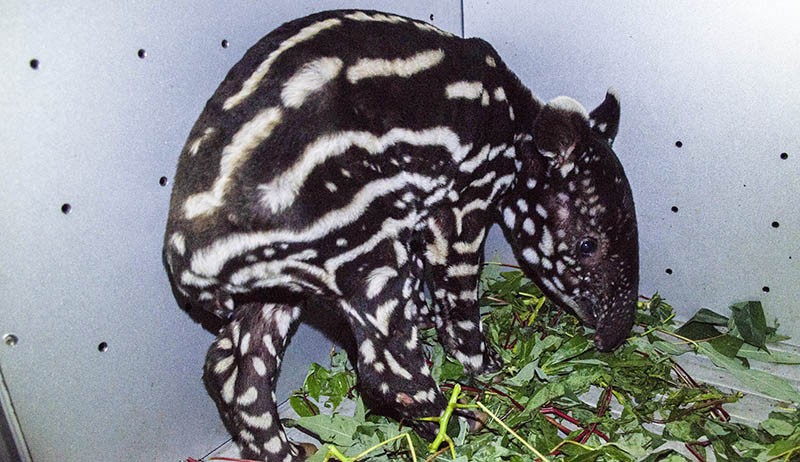 Bayi Tapir Ditemukan Terjebak Dalam Lubang Dievakuasi BKSDA Riau - Bagian 3