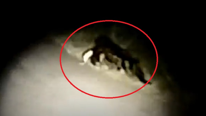 Kemunculan Buaya di Jalan Raya Mamuju Tengah Bikin Panik Warga yang Hendak Melintas