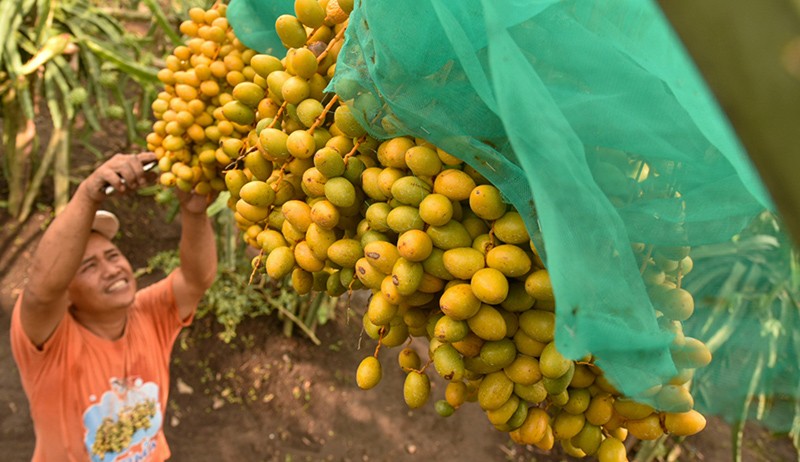 Kebun Kurma Tumbuh Subur di Tanah Karo - Bagian 3