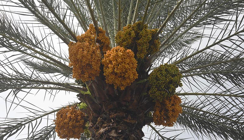 Kebun Kurma Tumbuh Subur di Tanah Karo - Bagian 4