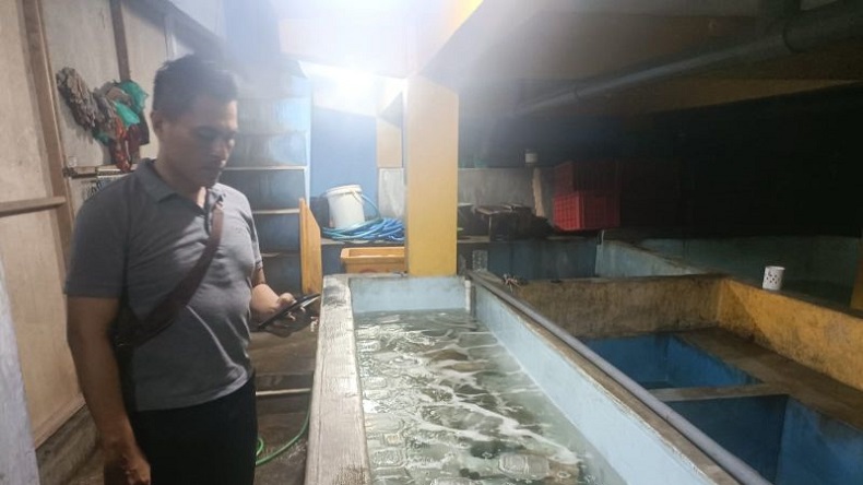 Polisi Gagalkan Penyelundupan 20.000 Baby Lobster ke Singapura, 4 Orang Ditangkap