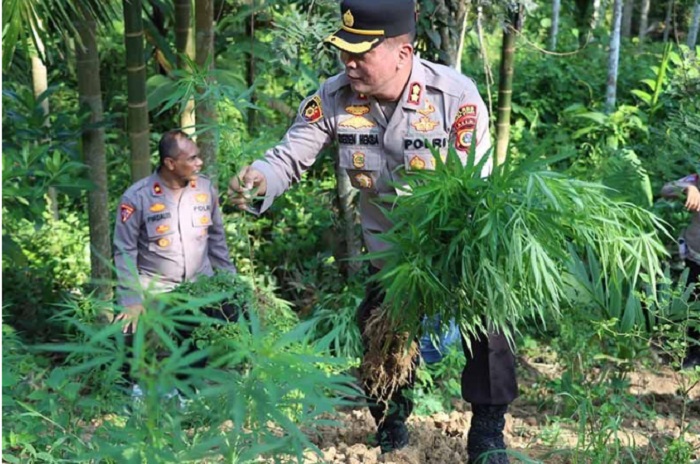 Tanam Ganja di Lahan Seluas 2 Hektare, Petani di Aceh Utara Ditangkap Polisi