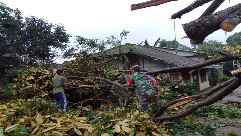 Diterjang Angin Kencang, Pohon Durian Tumbang Timpa Rumah Di Pemalang