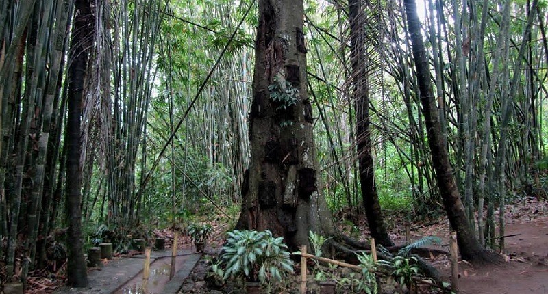 5 Tradisi Pemakaman Unik di Indonesia, Salah Satunya Dimasukkan ke Dalam Pohon 