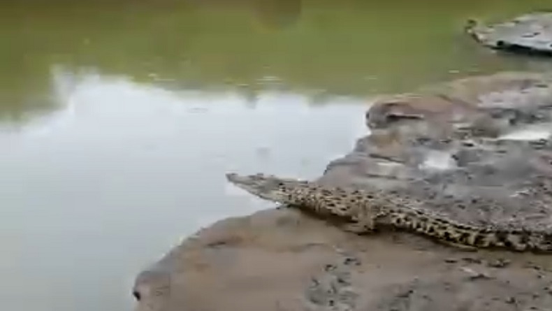 Geger Buaya 1,5 Meter Muncul di Sungai Oya Gunungkidul