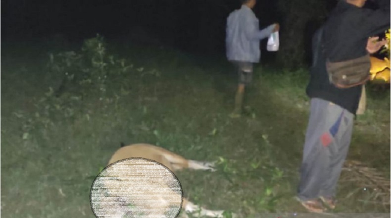 Harimau Terkam Sapi Milik Warga di Mukomuko