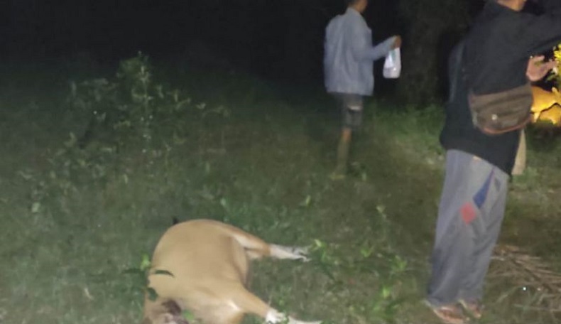 Sapi Warga Mukomuko Dimangsa Harimau, BKSDA Bengkulu Pasang Perangkap
