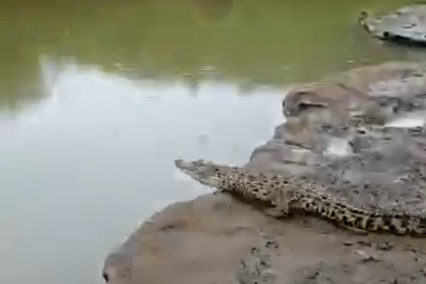 Geger Buaya di Sungai Oya Gunungkidul Diduga Milik BKSDA yang Lepas saat Banjir