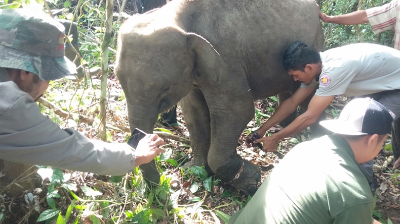 Ngilu, Kaki Gajah Liar di Aceh Terluka Usai Terkena Jerat Rusa