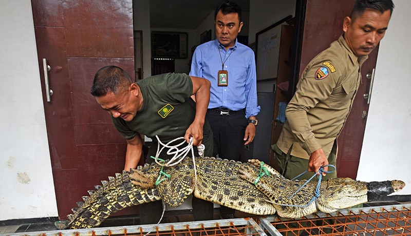 Buaya Muara Bobot 129 Kg Bikin Resah Dievakuasi dari Sungai Panghaur Banten - Bagian 2