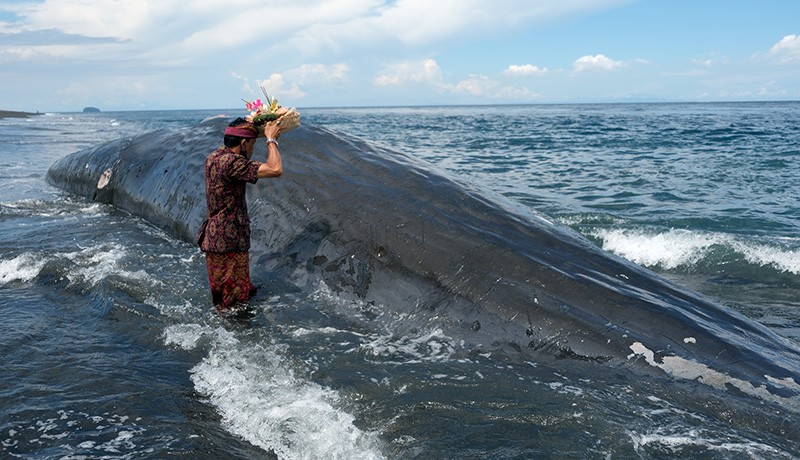 2 Ekskavator Dikerahkan Evakuasi Bangkai Paus Sperma Terdampar di Karangasem - Bagian 3