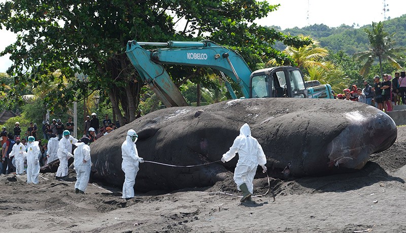 2 Ekskavator Dikerahkan Evakuasi Bangkai Paus Sperma Terdampar di Karangasem - Bagian 2