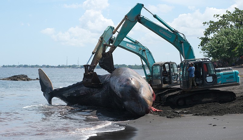 2 Ekskavator Dikerahkan Evakuasi Bangkai Paus Sperma Terdampar di Karangasem - Bagian 1