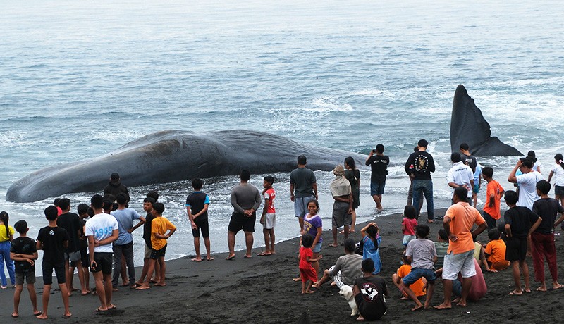 Paus Sperma Ukuran 18,2 Meter Terdampar di Pantai Karangasem Bali - Bagian 2