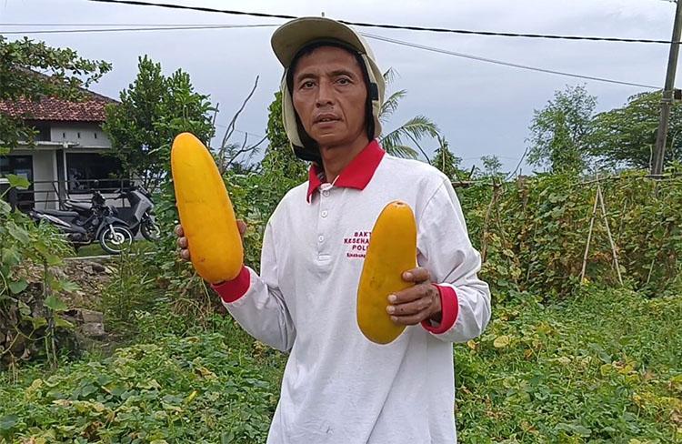 Berkah Ramadhan, Bermodal Rp100.000 Petani Timun Suri di Gunungkidul Untung Besar
