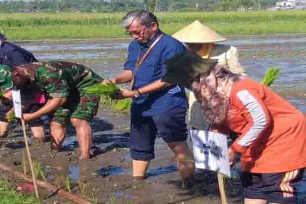  Sleman Lakukan Gerakan Percepatan Tanam Padi dengan Varietas Inpari 32 