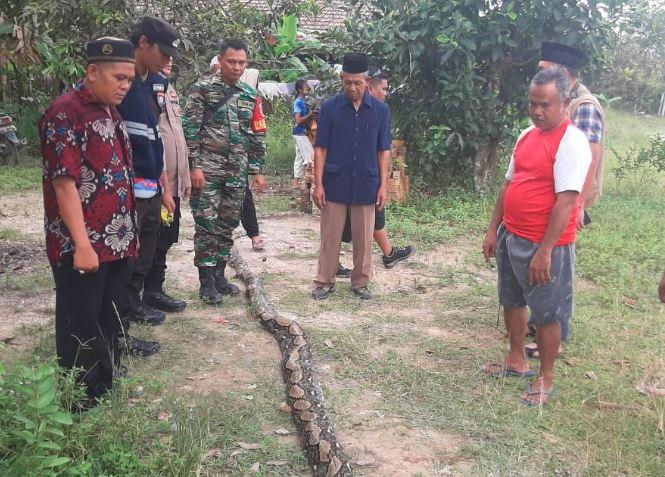 Tragis! Petani Karet di Muba Tewas Dililit Ular Piton 6 Meter