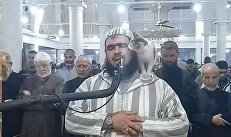 Viral, Kucing Lucu Ini Naik ke Pundak lalu Cium Wajah Imam Sholat Tarawih