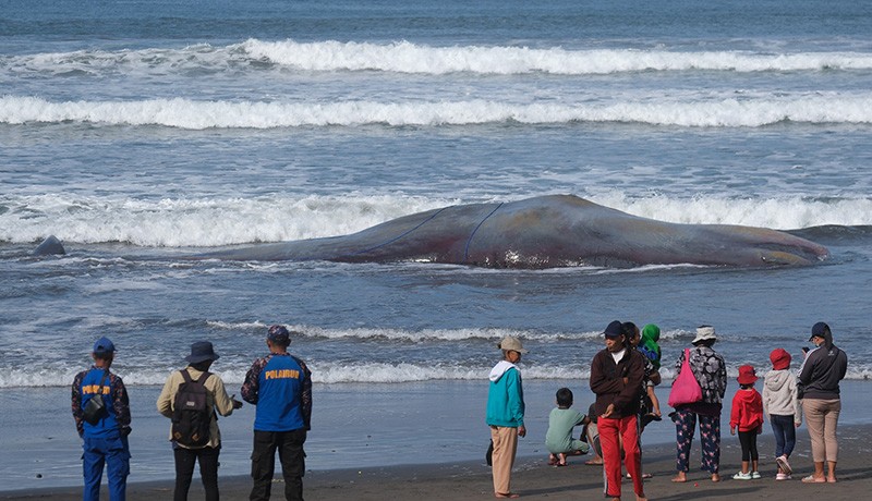 Lagi, Paus Sperma Terdampar di Pantai Bali - Bagian 2