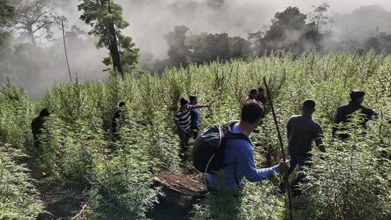 title Ladang Ganja Seluas 8,9 Hektare Ditemukan di Hutan Lindung Nagan Raya Ladang Ganja Seluas 8,9 Hektare Ditemukan di Hutan Lindung Nagan Raya