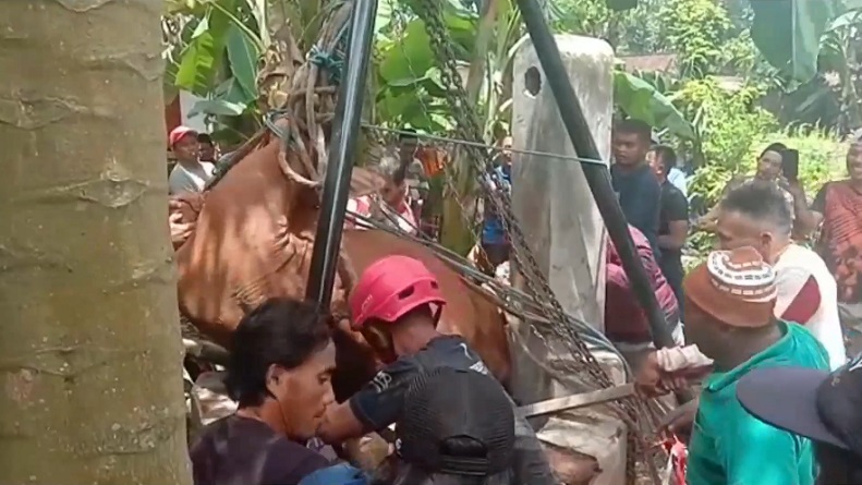 Sapi di Bondowoso Tercebur ke Sumur 15 Meter, Evakuasi Dramatis