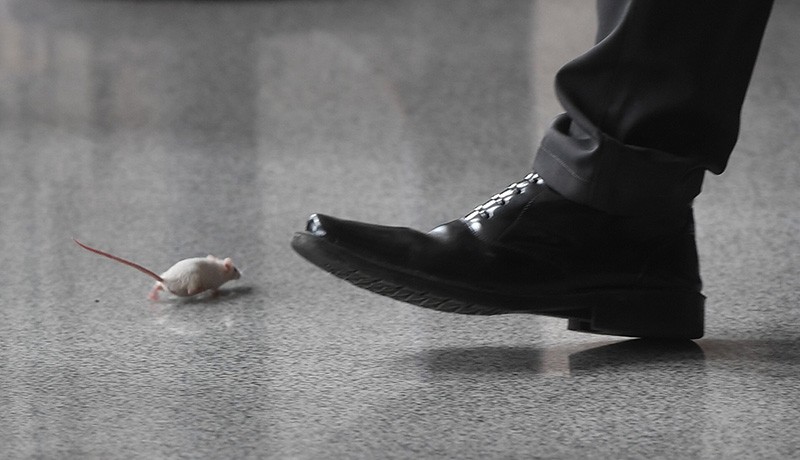 Penampakan Tikus Putih Berkeliaran Masuk Gedung KPK - Bagian 1
